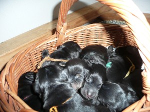 Vrh E z Lašské brány